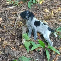 توله موسیمی