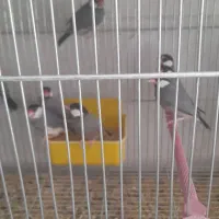 فروش تعدادی فنج نرگسی مولد سالن|پرنده|فولادشهر, مسکن مهر فولادشهر|دیوار