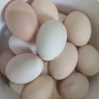 تخم مرغ محلی