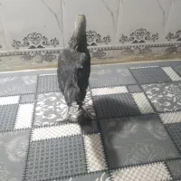 مرغ محلی|حیوانات مزرعه|خاش, |دیوار