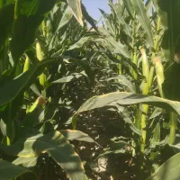 ذرت علوفه ای دانه دار|عمده‌فروشی|راهگان, |دیوار