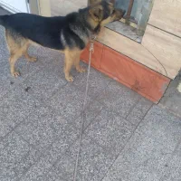 سگ ژرمن|سگ|زرند, |دیوار