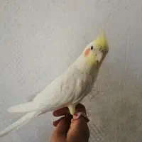 فروش عروس هلندی نر|پرنده|صدرا-فارس, فاز ۱|دیوار