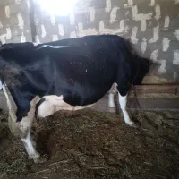 گاو گوساله فروش نقدی