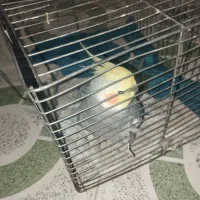 فروش یک عدد طوطی