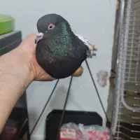 کبوتر