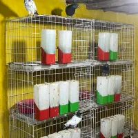 جفتکن کبوتر