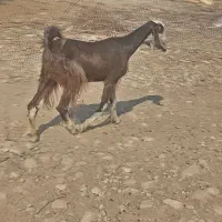 بز کهره دار|حیوانات مزرعه|برازجان, |دیوار