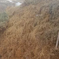 یونجه‌|لوازم جانبی حیوانات|خوی, |دیوار