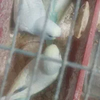 جوجه مرغ عشق رینبو دستی|پرنده|پاکدشت, پاکدشت (مامازند)|دیوار