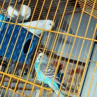 مرغ عشق نر ماده