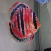 ماهی ( دیسکس ایکارد)