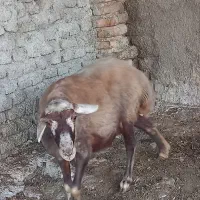 گوسفند ترکمنی و کبود ماده|حیوانات مزرعه|جلین, |دیوار