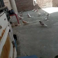 فروش کبوتر