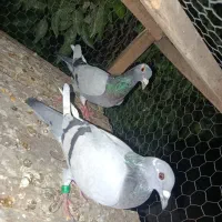 کبوتر پلاکی   و کبوتر خوش رنگ