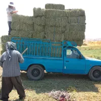 یونجه  درجه یک