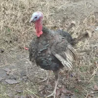 بوقلمون نر چاق و جوان