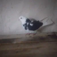 کفتر|پرنده|اسلام‌‌آباد غرب, |دیوار