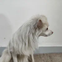 سگ   پامر