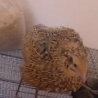 بلدرچین|حیوانات مزرعه|مشهد, عامل|دیوار