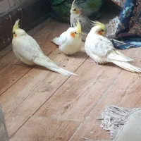 واگذاری عروس هلندی