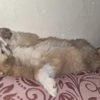 سگ میکس پامر خرسی و شی هوا هوا|سگ|اصفهان, ملکشهر|دیوار