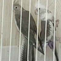 یک جفت عروس البینو مولد سالم سالم|پرنده|تبریز, |دیوار