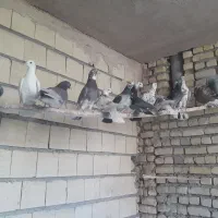 70تاکفتر‌