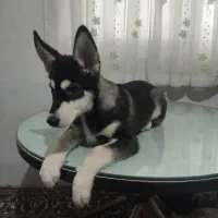 فروش توله سگ اصیل|سگ|شاهرود, |دیوار