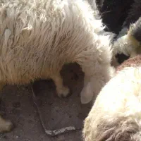 فروش گوسفند