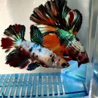 ماهی فایتر خاص|ماهی|اهواز, زیباشهر|دیوار