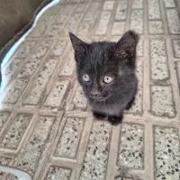 واگذاری بچه گربه.مادرشاباتله گرفتندگرسنه اند