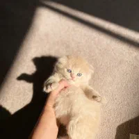 پرشین و اسکاتیش|گربه|شیراز, حافظیه|دیوار