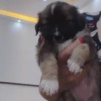 سگ مالتیزپودل مالتیپو