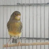 ماده قناری مست جفتی سهره