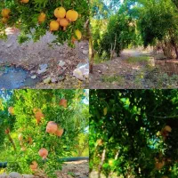 اجاره-باغ-انار-در-روستاهای-ویسیان