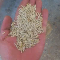 فروش جو دیم بذری