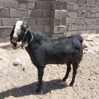 نری