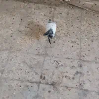 کبوتر تهرانی و تهرانی پاپر