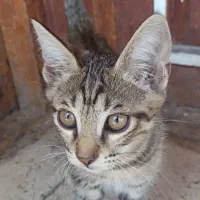 واگذاری پنج عدد گربه