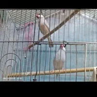 فنچ نرگسی|پرنده|شوش, |دیوار