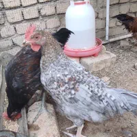 جوجه بومی۴ ماهه