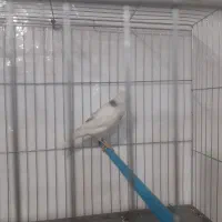 قناری|پرنده|بروجرد, |دیوار