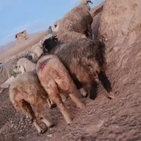 شیشک میش|حیوانات مزرعه|ارژن, |دیوار