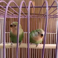 طوطی برزیلی|پرنده|فردیس, سرحدی|دیوار