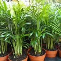 باغبانی سمپاشی هرس درختان کاشت گیاهان آپارتمانی|خدمات باغبانی و درختکاری|تهران, الهیه|دیوار