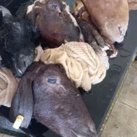 کله پاچه وجگر گوسفندتردرجه یک‌کله یک جگر کیلو1100