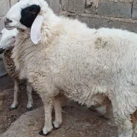 قصابی کهره بره|خوردنی و آشامیدنی|بهبهان, |دیوار