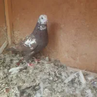 کفتر پرشی|پرنده|رباط‌کریم, رباط‌کریم|دیوار