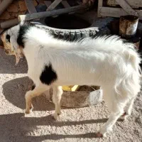 پازن سر حال در خونه